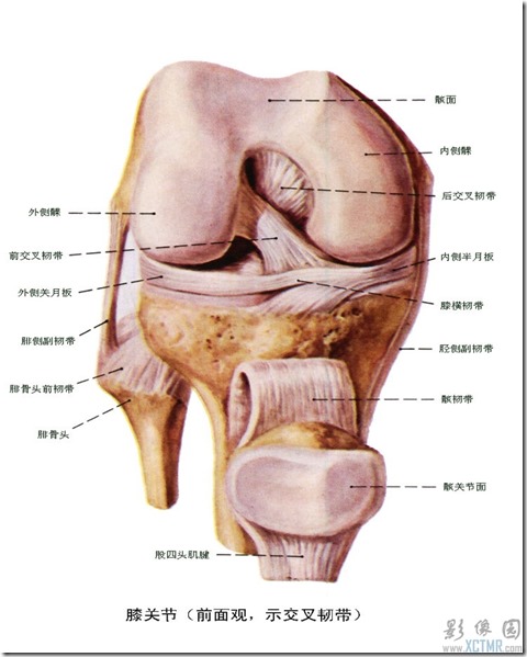 前交叉韧带解剖图6