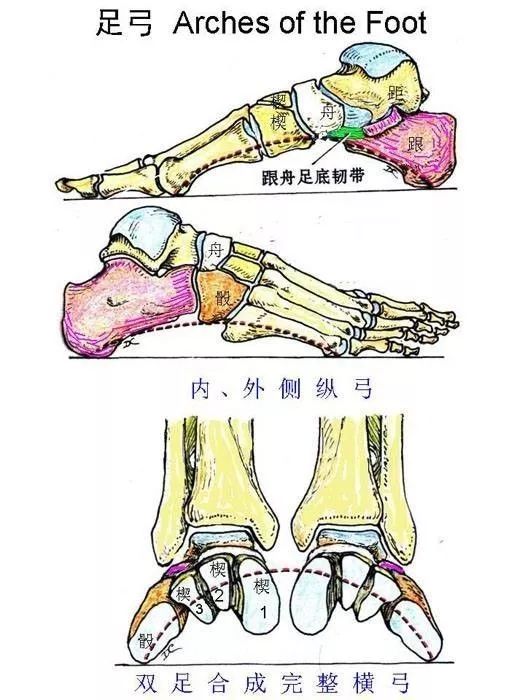 然后记下每只脚的 足弓指数,最后分析每只脚的测量结果与同一边的